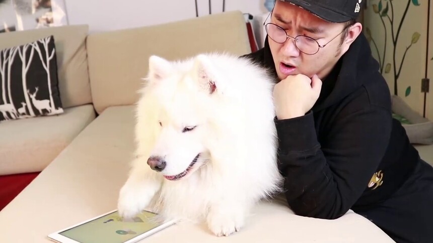 萨摩耶饱饱狗中papi酱深度剖析跳一跳玩法绝了