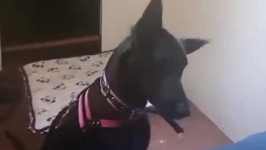 胡椒视频 可怜的狗狗被遗弃在亚马逊荒岛上自生自灭 游客大叔暖心收养 最新高清视频在线观看 芒果tv