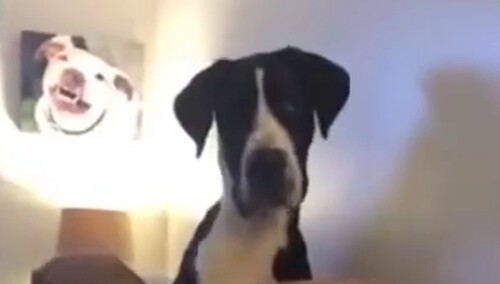 胡椒视频 家里养上5条狗 想要安安心心吃顿饭是没指望了 最新高清视频在线观看 芒果tv