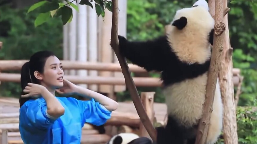 《我们来了》熊猫篇:集齐胖达所有镜头看呆萌吃货直播-综艺-高清视频