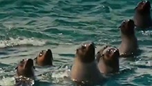 海洋战斗对抗赛