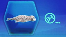 斑海豹