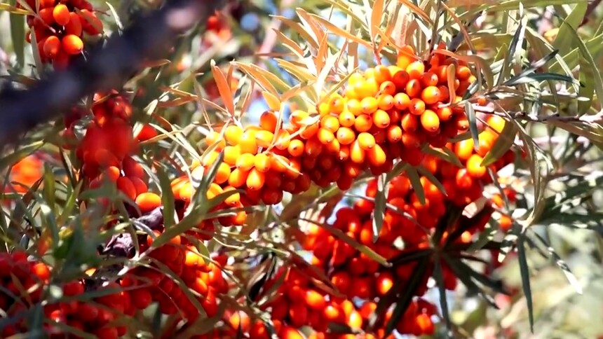 新疆布尔津县沙棘果采摘正当时