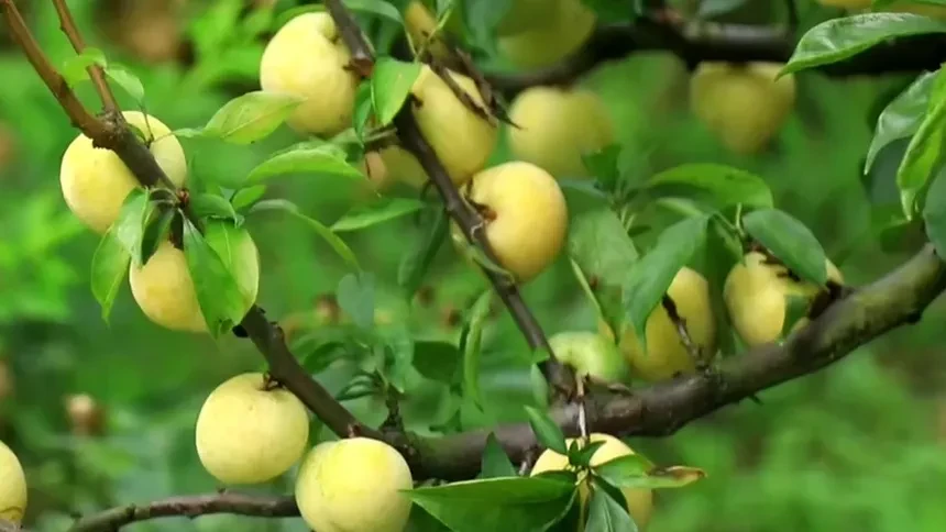 "湘"约而来 汝城:奈李迎丰收 节会搭台促销售