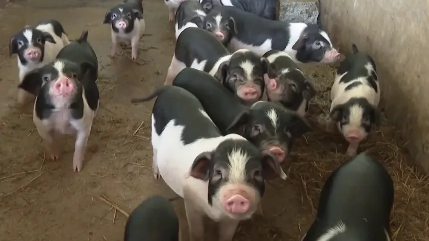 宁乡:花猪兴镇蹄疾步稳 迈出乡村振兴幸福路-新闻