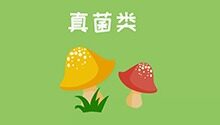 野生蘑菇不能吃