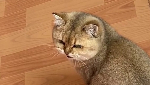 奇葩小猫合集