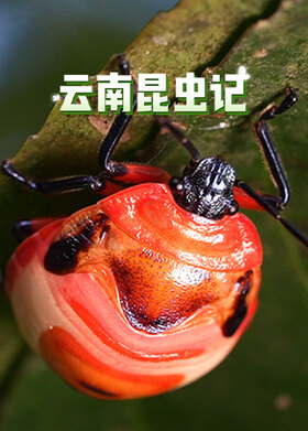 云南昆虫记