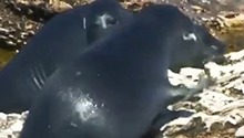 贝加尔湖海洋生物之谜