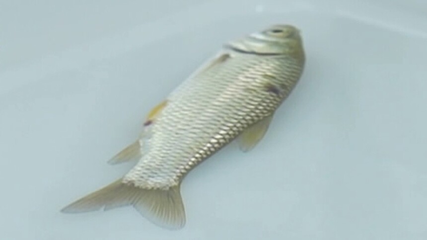 鱼在运输中如何保“活”？