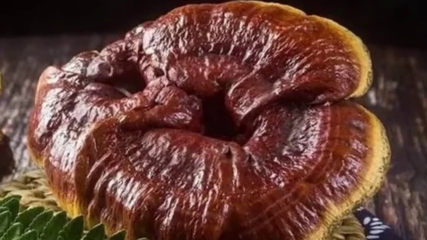 什么是灵芝？