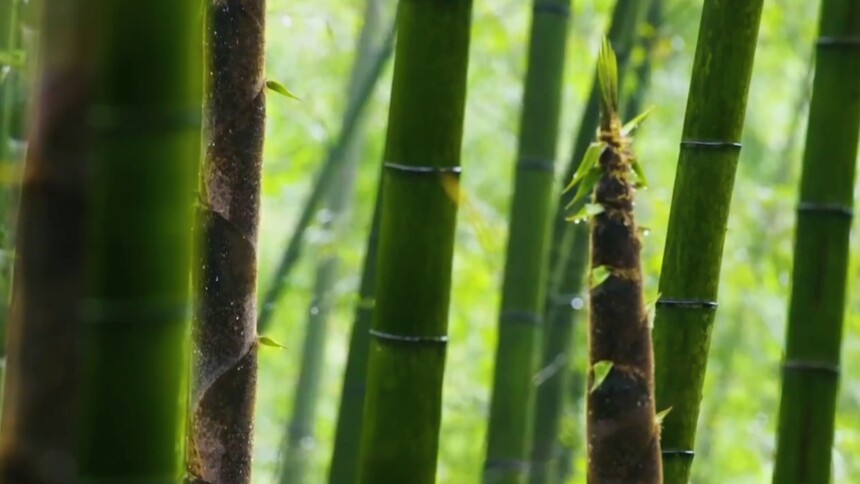 什么时候挖笋最合适？