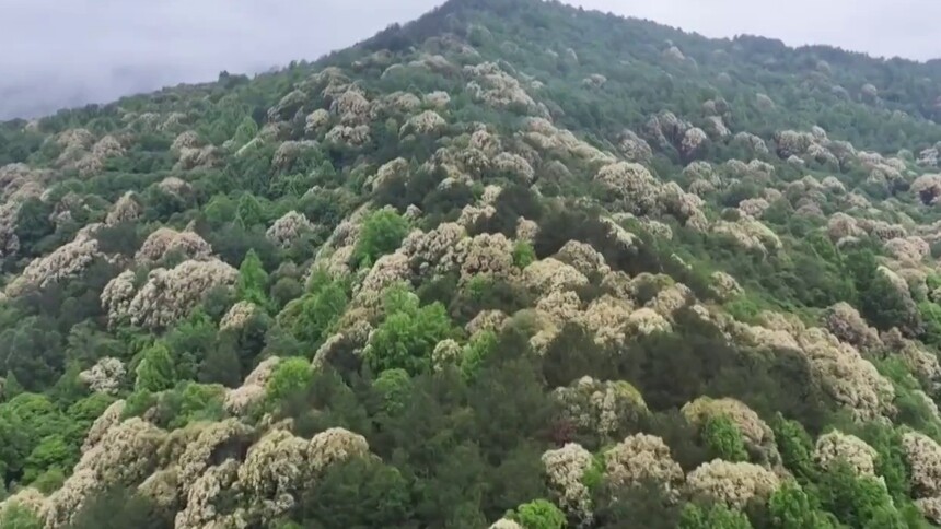 如云似雪 贵州石阡万亩栲树迎来盛花期