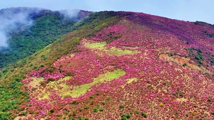 千城胜景｜云南巧家：药山自然保护区高山杜鹃盛放