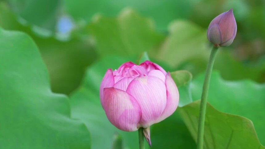 千城百县看中国｜荷花绽放 美在当“夏”
