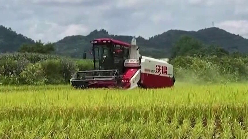 早稻开镰收割 各地陆续进入“双抢”季