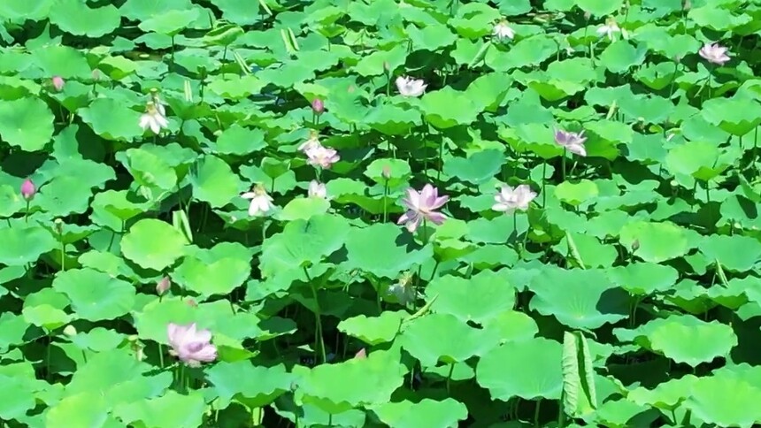 千城胜景｜河北磁县：明理湖畔荷风香