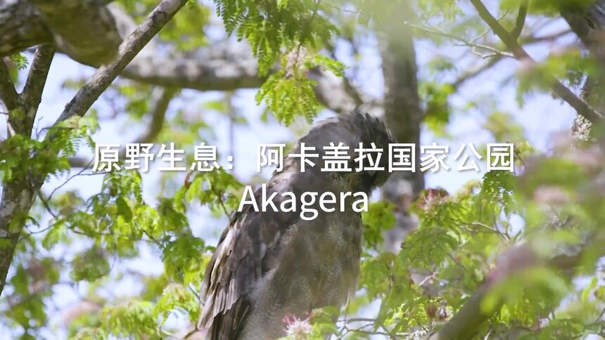 卢旺达《原野生息：阿卡盖拉国家公园》宣传片