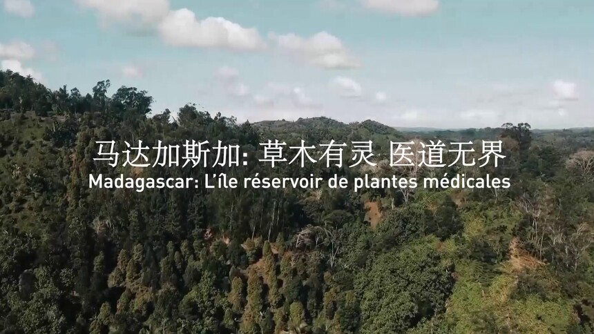 马达加斯加《马达加斯加：草木有灵，医道无界》宣传片
