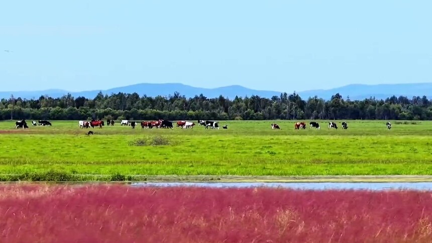 千城胜景｜额尔古纳：乱子草如烟 湿地入画来