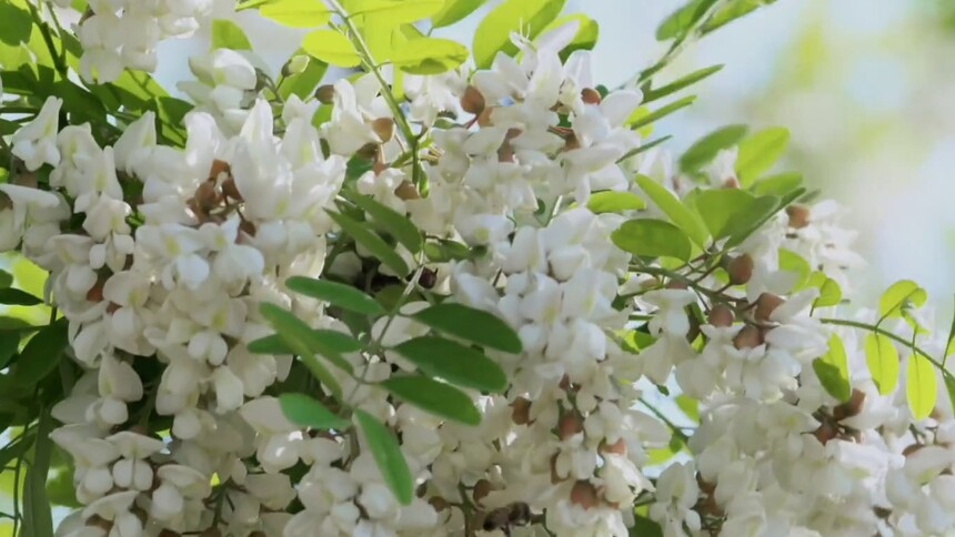 山西人的乡愁是一碗槐花不烂子