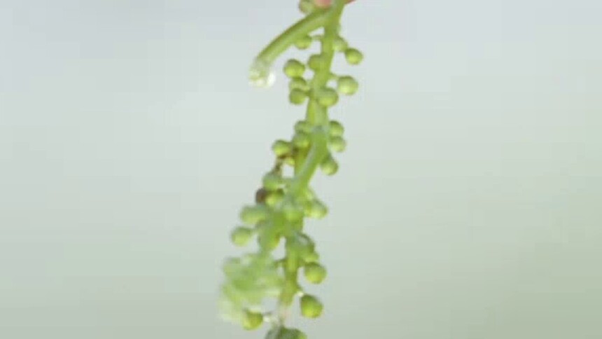 海葡萄是如何培育的？