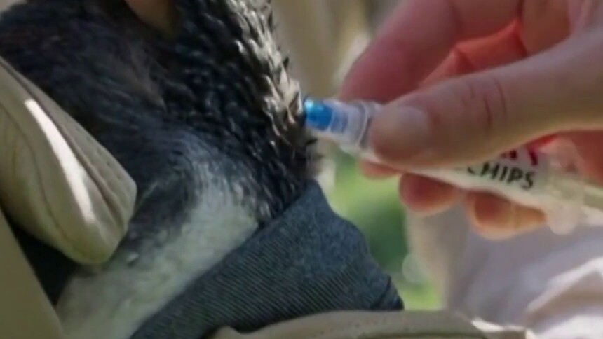 澳大利亚为数千只小蓝企鹅接种H5N1禽流感疫苗