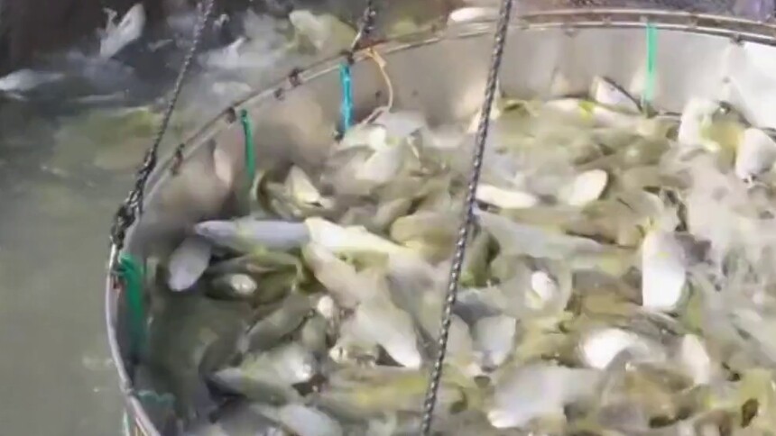 活力中国调研行｜不止一口鲜，看宁德大黄鱼如何成为城市名片