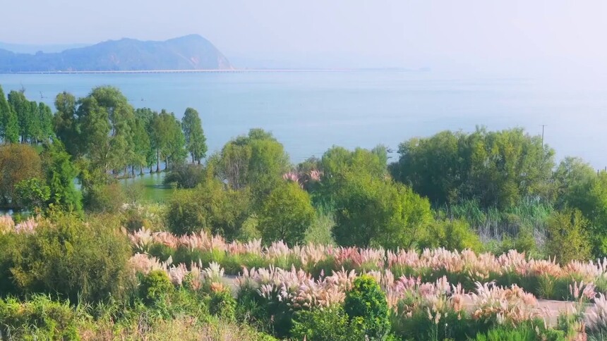 芦苇轻摇添秋色 滇池南岸入画来