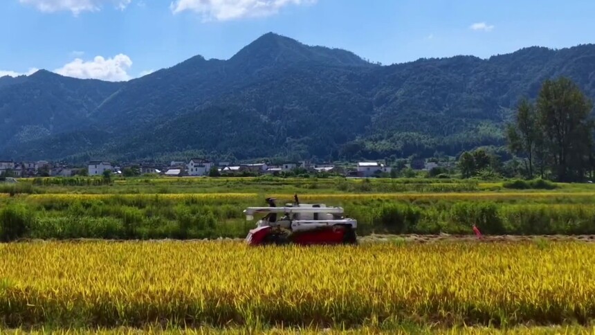 安徽黟县：白露时节丰收忙