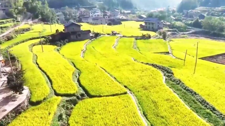 千城百县看中国丨湖南张家界：高山贡米迎丰年