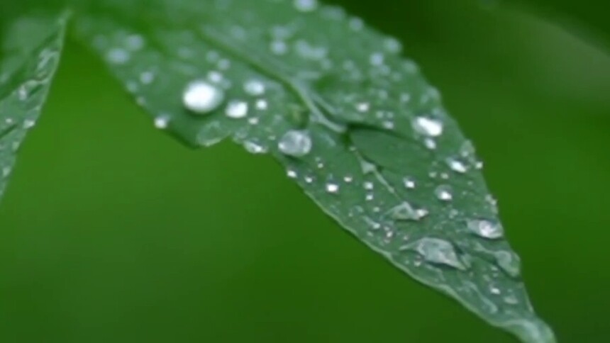 秀我中国｜寒露：秋寒初至，露凝菊香