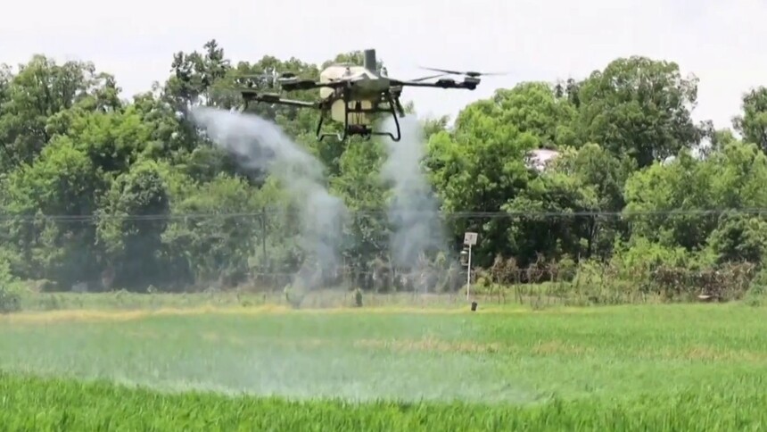 湿润多雨湖南虫害高发 绿色除虫守护粮食安全